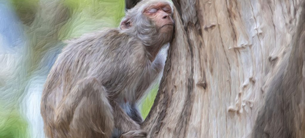 Loslassen lernen: Der Affe Alfons schmiegt sich an seinen Affenbaum