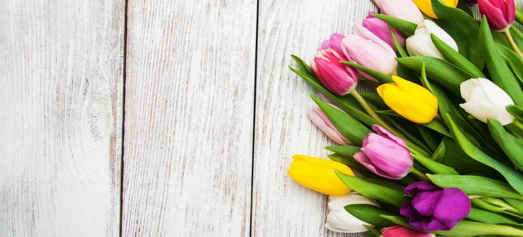 Ein Strauß bunter Tulpen liegt auf einer weißen Holzfläche, farbenfrohe Blüten in Gelb, Rosa und Lila.
